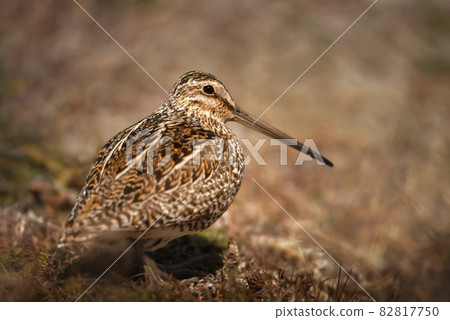 Close up of a south american snipe Close up of a south american snipe 82817750