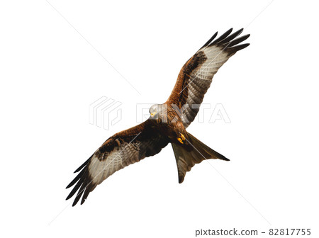 Red kite in flight against clear white background Red kite in flight against clear white background 82817755