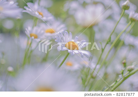  Flower garden 82817877