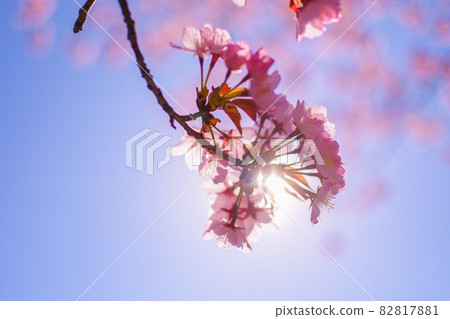 cherry blossom closeup 82817881