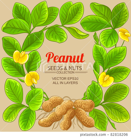 peanut vector frame on color background 82818206