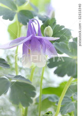 Aquilegia flabella, Miyama Ryokan, wild grass, blue-purple flower, close-up Aquilegia flabella, Miyama Ryokan, wild grass, blue-purple flower, close-up 82818340