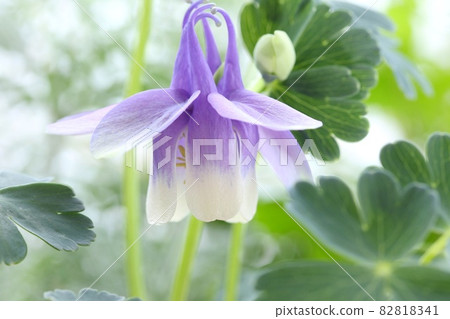 Aquilegia flabella, Miyama Ryokan, wild grass, blue-purple flower, close-up Aquilegia flabella, Miyama Ryokan, wild grass, blue-purple flower, close-up 82818341