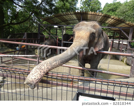 Feeding the national elephant of Ichihara Elephant 82818344