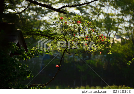 Azalea that shines in the setting sun 82818398