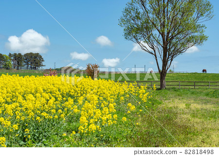[Yokohama Town, Aomori Prefecture] Spring in northern countries, rape blossoms in full bloom on the Shimokita Peninsula 82818498