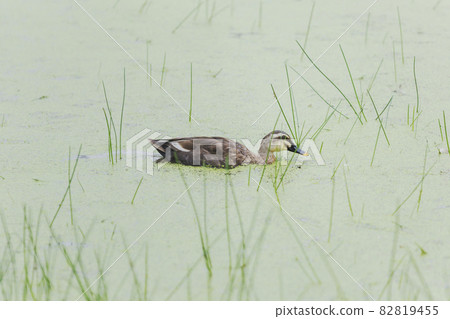 A duck on the banks of a pond, a waterside duck, aquatic plants, like a Japanese painting A duck on the banks of a pond, a waterside duck, aquatic plants, like a Japanese painting 82819455