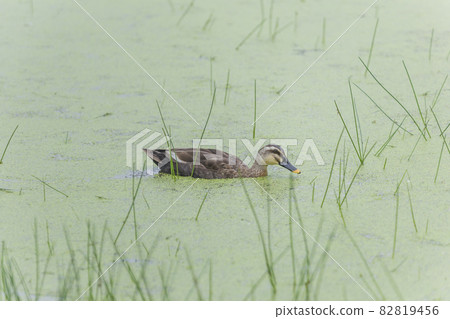 A duck on the banks of a pond, a waterside duck, aquatic plants, like a Japanese painting A duck on the banks of a pond, a waterside duck, aquatic plants, like a Japanese painting 82819456