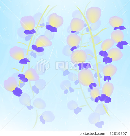 Light blue background illustration of flowers (wisteria flowers) Light blue background illustration of flowers (wisteria flowers) 82819807