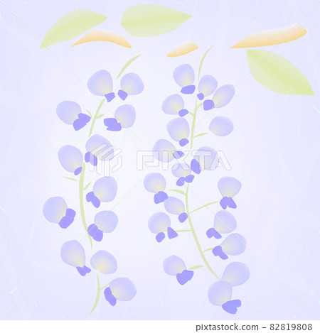 Purple background illustration of flowers (wisteria flowers) Purple background illustration of flowers (wisteria flowers) 82819808