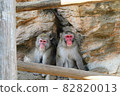 Japanese macaque staring at here 82820013