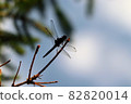 Dragonfly  82820014