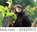 Chimpanzee kid adding branches 82820015