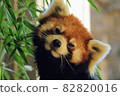 Sleepy Lesser Panda 82820016
