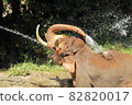 Elephant bathing 82820017