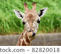 Giraffe sticking out tongue 82820018