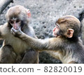 Playing Japanese macaque children 82820019