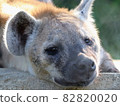 Spotted hyena staring at you 82820020