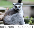 Ring-tailed lemur staring at you 82820021