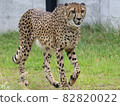 Cheetah before running 82820022