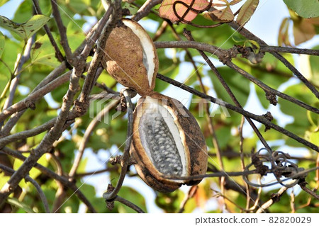 Akebi fruit that grows naturally in Noyama Akebi fruit that grows naturally in Noyama 82820029