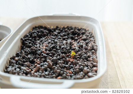 Hydroculture radish sprouts 82820102