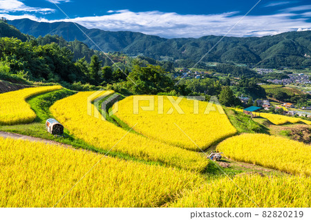 《長野縣》 金色鄉間、大羽梯田 82820219