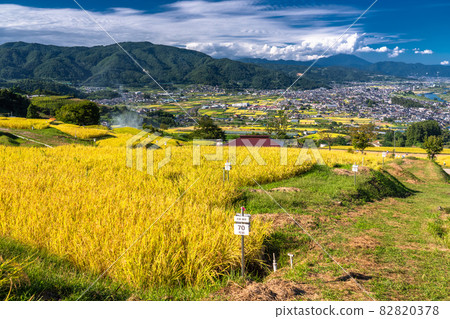 《Nagano Prefecture》 Golden countryside, Obasute terraced rice fields 82820378