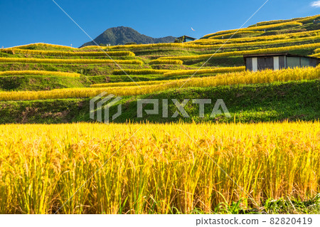 《Nagano Prefecture》 Golden countryside, Obasute terraced rice fields 82820419