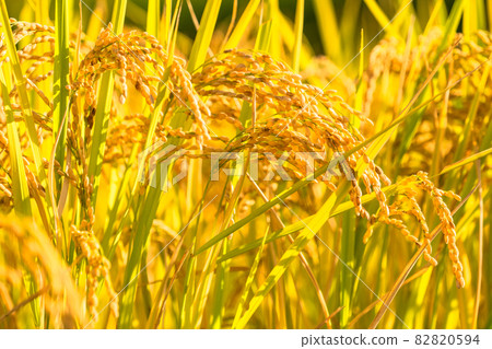 米飯，金米耳朵 82820594