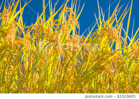Rice, golden rice ears Rice, golden rice ears 82820605