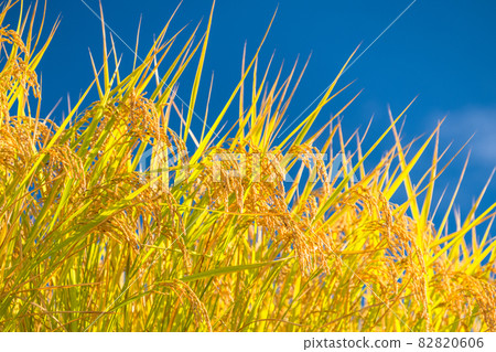 Rice, golden rice ears 82820606