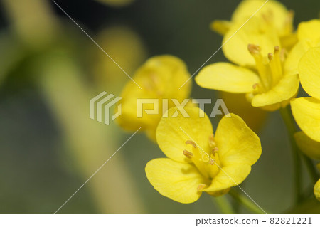 大白菜花如果不採摘,春天就會開出像油菜花一樣的黃色花朵。 大白菜花如果不採摘,春天就會開出像油菜花一樣的黃色花朵。 82821221