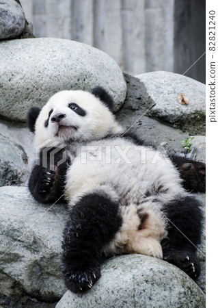 Baby panda showing stomach and lying down 82821240