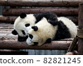 Twin baby pandas playing with each other 82821245