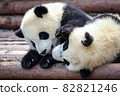 Twin baby pandas playing with each other 82821246