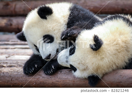 雙胞胎小熊貓互相玩耍 雙胞胎小熊貓互相玩耍 82821246