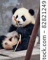 Baby panda with bamboo grass 82821249