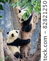 Twin baby panda climbing a tree 82821250