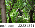 A panda hanging from a tree in the woods 82821251