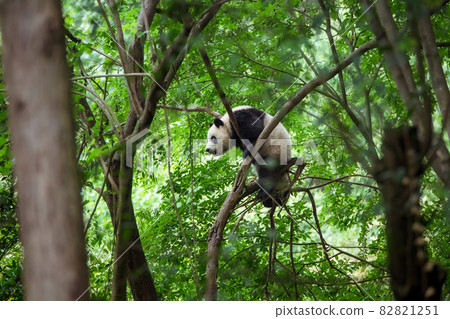 A panda hanging from a tree in the woods 82821251