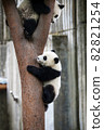 Twin baby panda climbing a tree 82821254