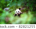 A panda staring from the woods 82821255