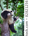 Child panda relaxing on a tree 82821256
