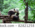A panda scratching his face leisurely in the green 82821258