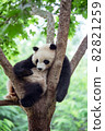 A panda that sleeps comfortably on a tree 82821259