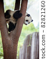 Baby panda playing on a tree 82821260
