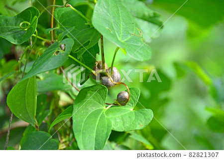 秋季附著於山藥藤基部的繁殖體 秋季附著於山藥藤基部的繁殖體 82821307