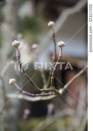 Dogwood winter buds, light pinkish and pretty, vertical position, back blur Dogwood winter buds, light pinkish and pretty, vertical position, back blur 82821508
