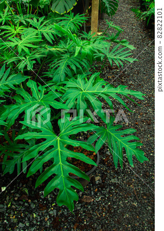 Green leaves frame of Monstera philodendron 82822101